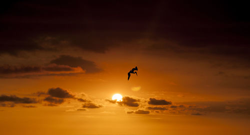 Silhouette of bird flying against sky during sunset