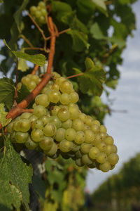 Close-up of grapes growing in vineyard