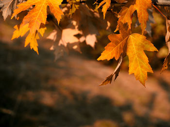 Autumn abstract - colorful leaves with defocused park in background at sunset. 