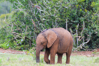 Elephant in a forest