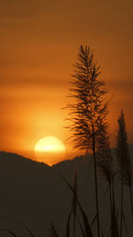 Silhouette trees against sky during sunset