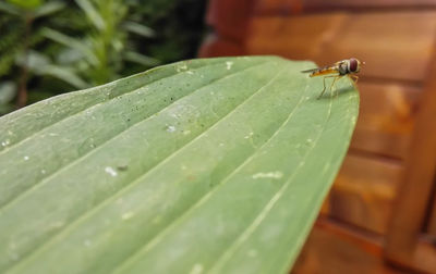 Close-up of insect on leaf