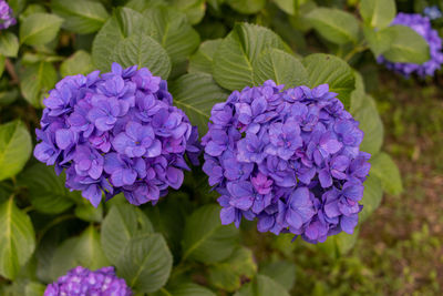 Close-up of purple flowering plant