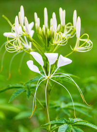 Close-up of white flowering plant