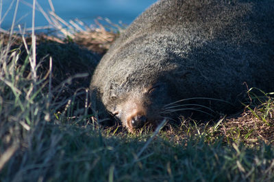 Close-up of animal on grass