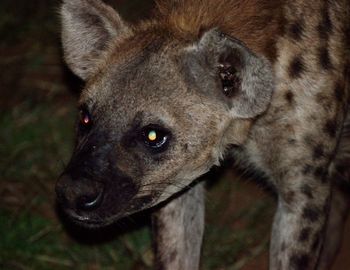 Close-up portrait of hyena