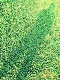 Full frame shot of green leaves