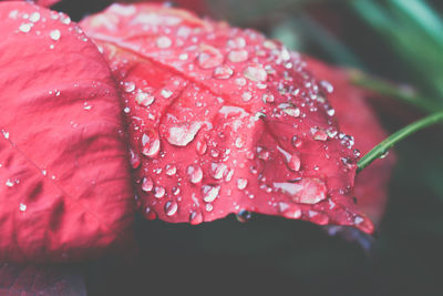 Close-up of water drops on red leaf