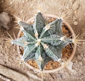 Close-up of succulent plant