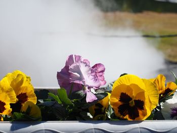 Close-up of yellow crocus blooming outdoors