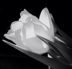 Close-up of white flower against black background