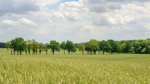 Trees on field against sky