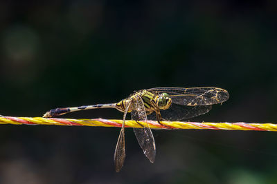 Close-up of dragonfly on twig