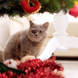 Close-up portrait of cat sitting on christmas tree