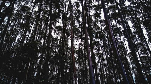 Low angle view of bamboo trees in forest