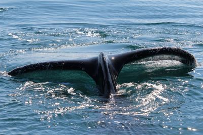 View of whale fin in sea