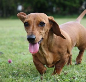 Portrait of dog sticking out tongue on field