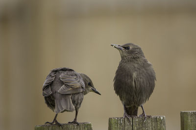 Close-up of bird perching on wooden post