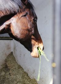 Close-up of a dog drinking water