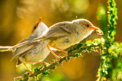 A pair of female superb fairy-wrens having a snack