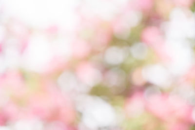 Defocused image of pink flowering plants