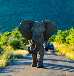 View of elephant on road
