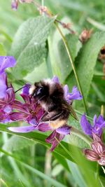 Close-up of bee on purple flower