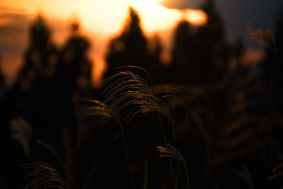 Close-up of grass against sky during sunset