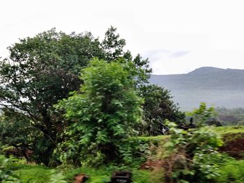 Trees growing on mountain against sky