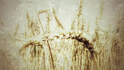 Close-up of plant against white background