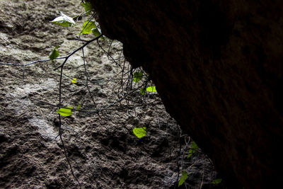 Close-up of ivy