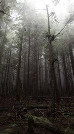 Trees in forest against sky