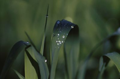 Close-up of wet leaf on plant