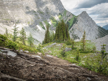Small coniferous trees surrounded by mountains, old goat glacier trail, kananaskis, alberta, canada