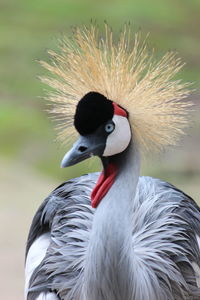 Crown head gray bird