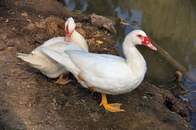 Two white ducks in front of the lake