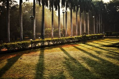 Trees in park