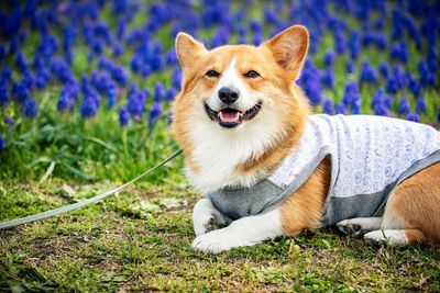 Portrait of dog relaxing on field