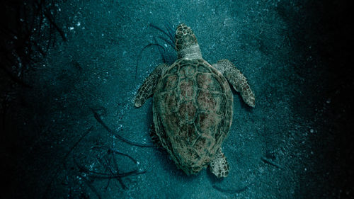 Turtle swimming in sea