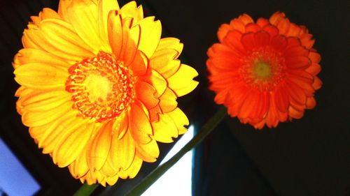 Close-up of orange flowers blooming against black background