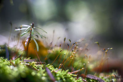 Close-up of plant growing on field