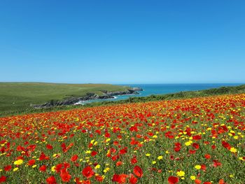 Poppy flowers blooming on field against clear blue sky