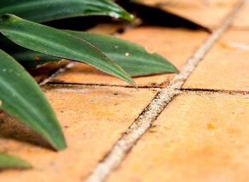 Ornamental plant and the earthenware tile floor