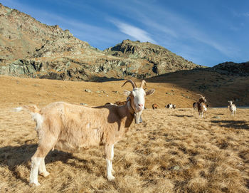 Sheep grazing in a field