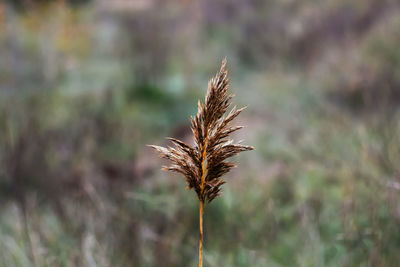Close-up of dry plant on land