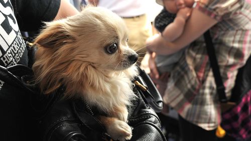 Cropped image of woman with chihuahua in bag