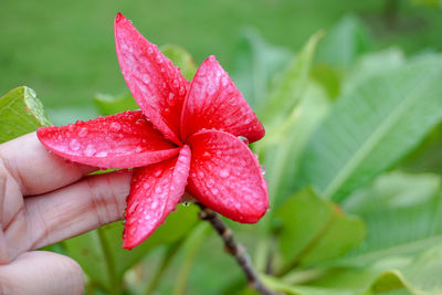 Close-up of hand holding red leaf