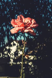 Close-up of rose plant