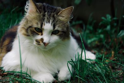 Close-up of a cat looking away