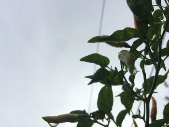 Low angle view of plant against clear sky